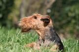 WELSH TERRIER 031